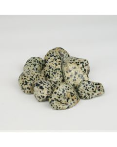 Jasper Dalmatian - XL