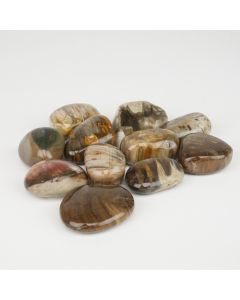 Petrified Wood - L